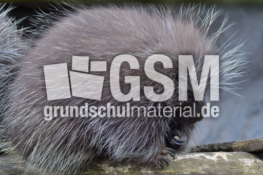 Baumstachler (1).jpg